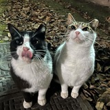 Telegram profile photo for Kingmods Pubg