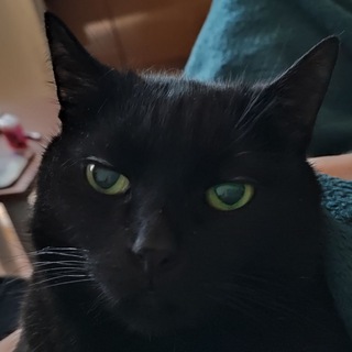 Telegram group profile photo for Алкоголики и быдло