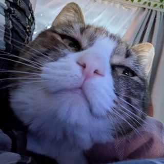 Telegram profile photo for Хидеко