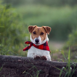 Telegram profile photo for Поймай вдохновение