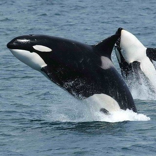 Telegram profile photo for نظرسنجی نهنگ
