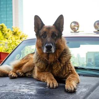 Telegram profile photo for Пёс 5