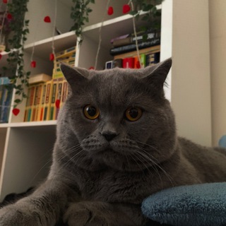 Telegram profile photo for хочу съесть своего кота