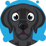 Telegram profile photo for Житомир пошук тварин 🔎