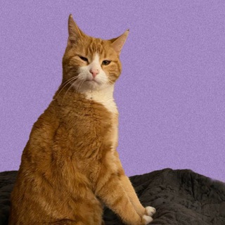 Telegram profile photo for Люмьера Обыкновенная