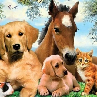 Telegram group profile photo for 🐶🐱Животные верные друзья🐕🐩🐓🐄🦜🕊