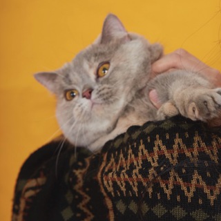 Telegram profile photo for archiving