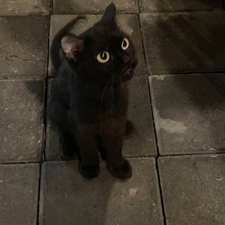 Telegram profile photo for Gapri