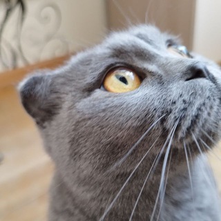 Telegram profile photo for Holodilnik