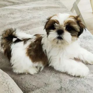 Telegram group profile photo for Ши-тцу Чат владельцев