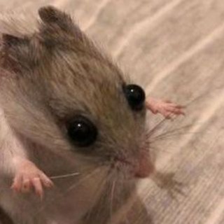 Telegram profile photo for Халявные чеки
