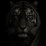 Telegram profile photo for ⚜️ NEPSE | ADMIN ⚜️ 6.0