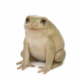 Telegram profile photo for CASHFROG Portal