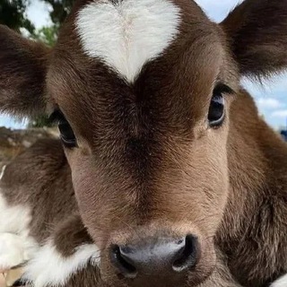 Telegram profile photo for GAECHKABET
