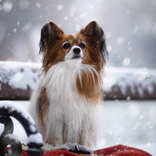 Telegram group profile photo for Вз чат от папильона