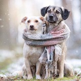 Telegram profile photo for حامیان پایتخت طبیعت ایران شهر دورود