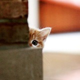 Telegram profile photo for تبلیغات آروم دلم🌿