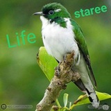 Telegram profile photo for ife Star