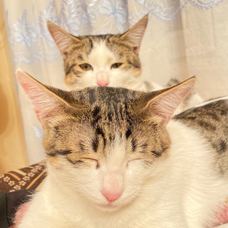 Telegram profile photo for Кружки с котами