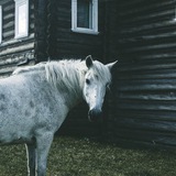 Telegram profile photo for ФОЛК-КЕМП