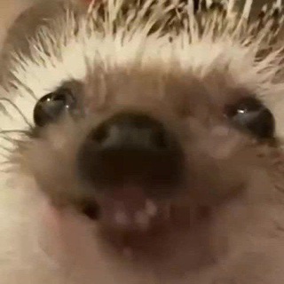 Telegram profile photo for Оддики в тумане 🦔