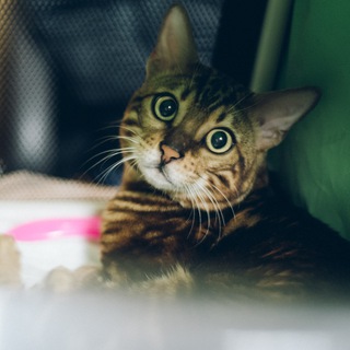 Telegram profile photo for Всё о кошках🐈