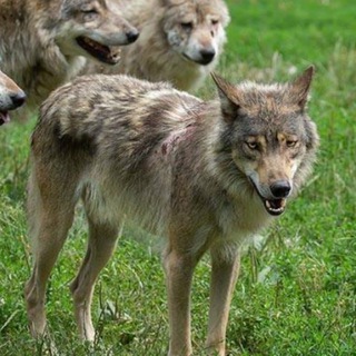 Telegram profile photo for Важные игроки
