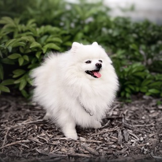 Telegram profile photo for Снежный шпиц