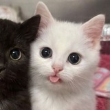 Telegram profile photo for союзи скары