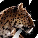 Telegram profile photo for LATINA