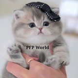 Telegram profile photo for PFP World
