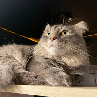 Telegram profile photo for Кофейня «CoffeeRockCats»