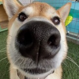 Telegram profile photo for Недокака стал скамером