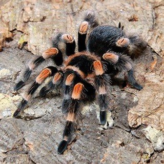 Telegram profile photo for Восемь лап🕷🕸