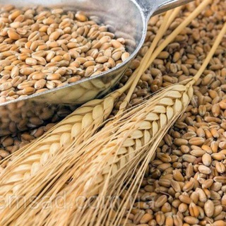 Telegram profile photo for 🇺🇦🌻АгроБiржа🌾UA🌽🇺🇦