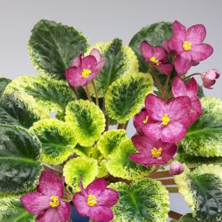 Telegram profile photo for Bluma garden