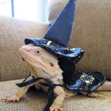 Telegram profile photo for Wizard Lizard