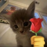 Telegram profile photo for Dragon is not the only thing