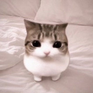 Telegram profile photo for meowpin portal