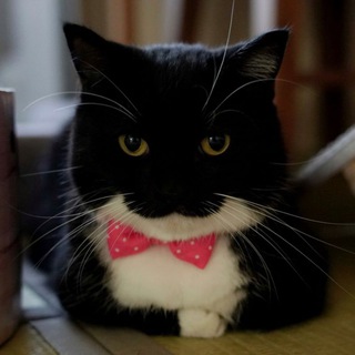 Telegram profile photo for ?