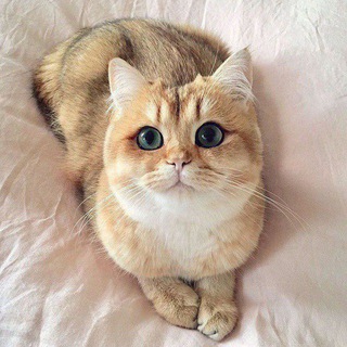 Telegram profile photo for Стаогр