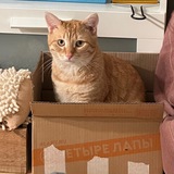 Telegram profile photo for Коробочные отношения Лучика и Доряна