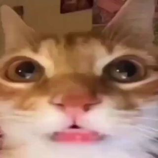 Telegram profile photo for Meme Shitpost Gallery