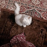 Telegram profile photo for سَكينَة☁️