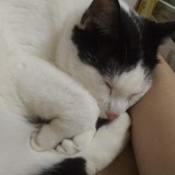 Telegram profile photo for показываем котов