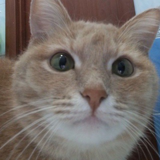 Telegram profile photo for 🎃 Котёнок Маркиз