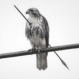 Telegram profile photo for حرفای ناگفته