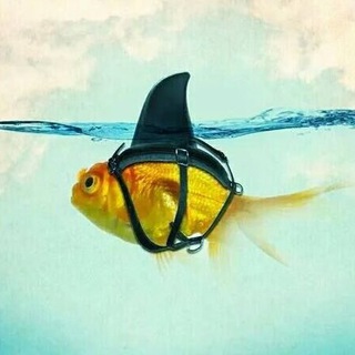 Telegram profile photo for Shoku Bursa 股市速酷捕鲨 🦈