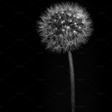 Telegram profile photo for Dandelion