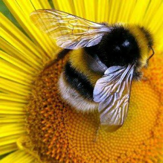 Telegram group profile photo for ✅Только правильный МЁД🍯